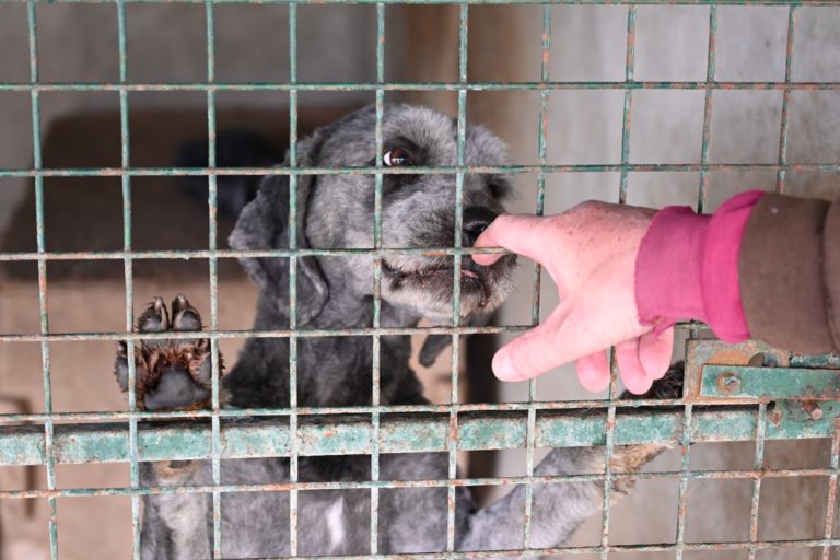 Takáč spustil výzvy pre útulky a propagačné projekty