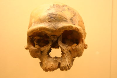 Lebka Homo Sapiens z archeologického náleziska Jebel Irhoud v Maroku vystavená v Smithsonian Natural History Museum, Washington D.C., USA. Zdroj: Wikimedia Commons 