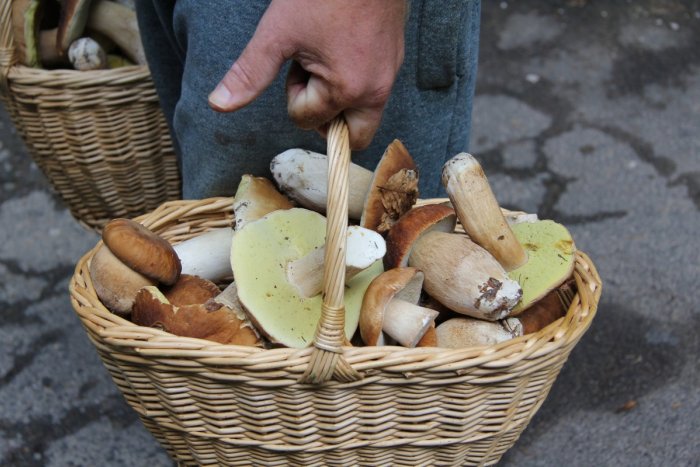Huby už začali rásť. FOTO: pixabay