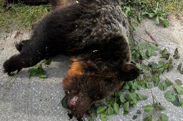 Útočiaca medvedica pri Martina skonala po výstrele brániaceho sa muža. Foto: ta3