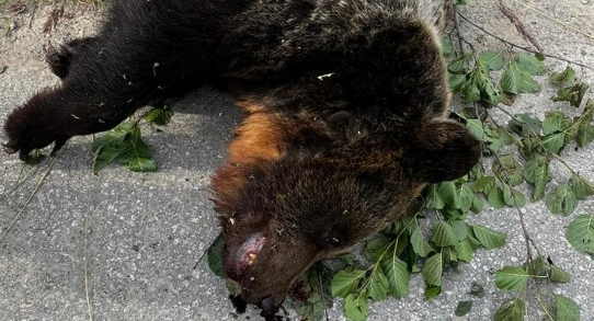 Útočiaca medvedica pri Martina skonala po výstrele brániaceho sa muža. Foto: ta3
