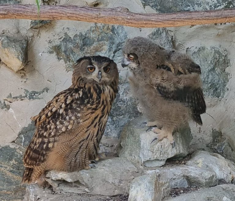 Košická zoo sa teší z nového prírastku. Foto: FB ZOO Kočice