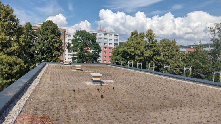 Prvá zelená strecha už začína kvitnúť, tisíce rozchodníkov zdobia funkčne najstaršiu škôlku vo Svidníku. Foto: FB Svidník – oficiálna stránka mesta