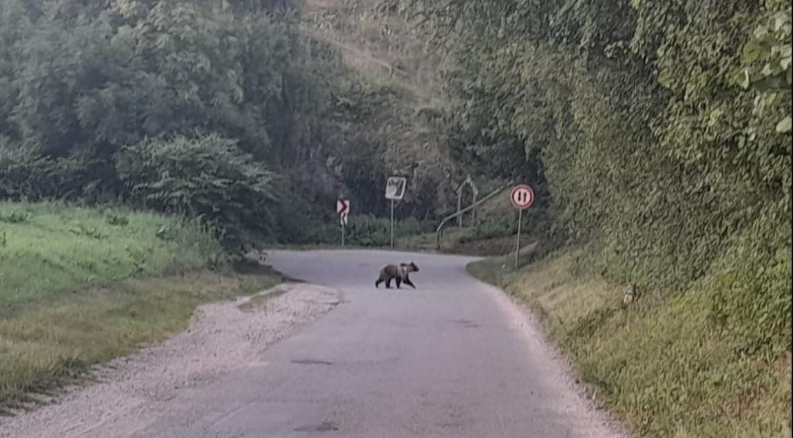 Problém s medveďom hnedým hlásia mnohé slovenské obce. Foto: FB