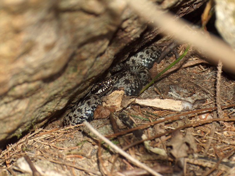 Vretenica severná, tiež vretenica obyčajná (Vipera berus) priviedla na svet potomstvo v ZOO iba druhýkrát. Foto: Dušan Guman