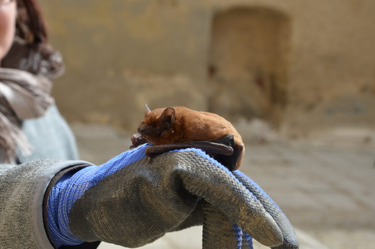 V ZOO organizujú Európsku noc netopierov. Foto: Dušan Guman