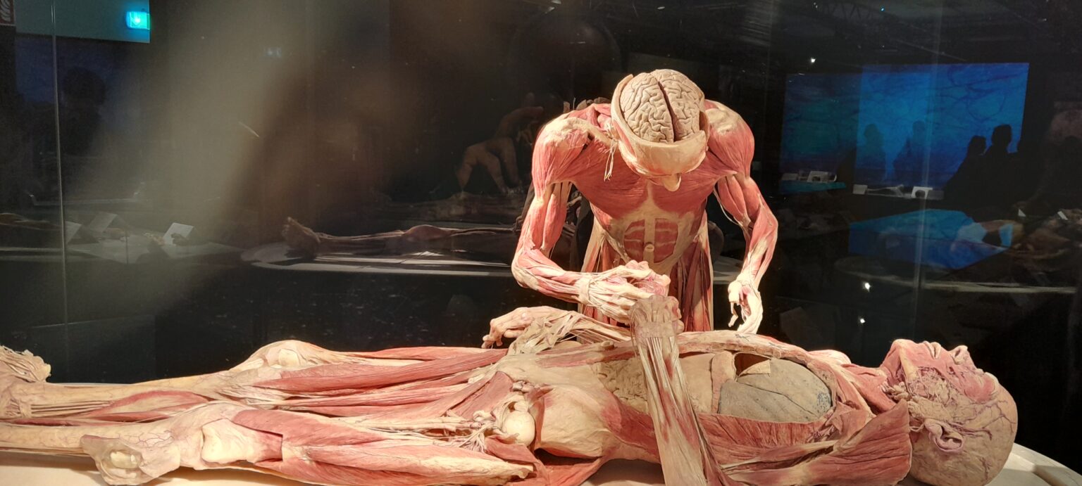Výstava Body Worlds v bratislavskom nákupnom centre Nivy. Foto: Andrijan Turan.