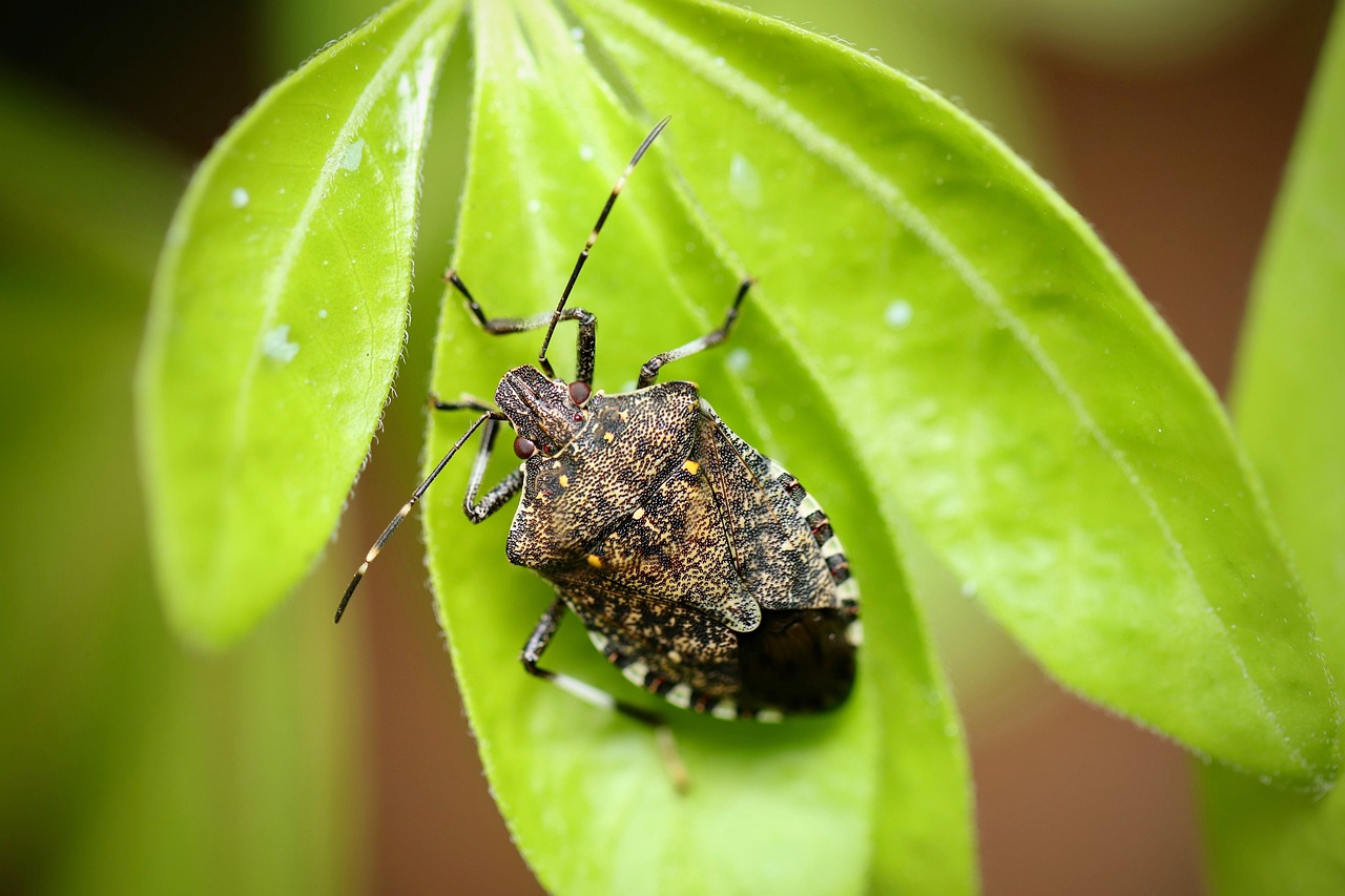Na likvidáciu bzdochy   sa využíva viacero spôsobov. Foto: Pixabay.