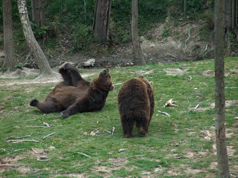 Medvede v košickej zoo uprednostnia pred spánkom dobrú stravu. Foto: Dušan Guman