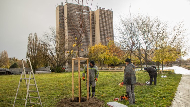 Petržalka začala s výsadbou drevín plánovanou do konca roka. Foto: petrzalka.sk