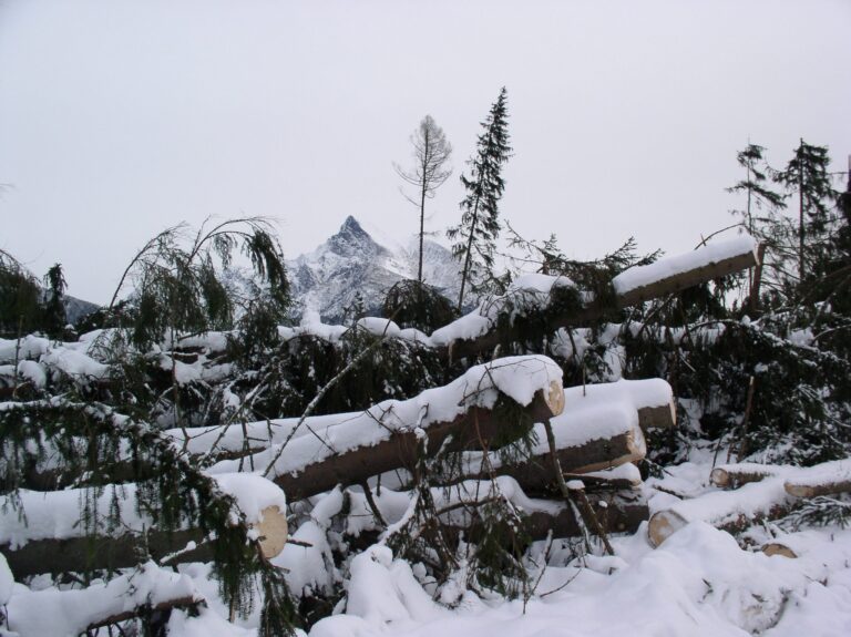 Tatry po ničivej víchrici. Foto: TANAP