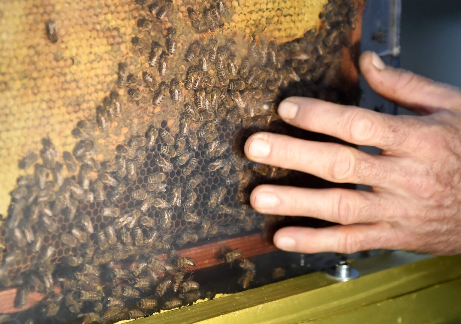 V týchto dňoch môžu v Botanickej záhrade UPJŠ Košice návštevníci spoznať svet včiel a včelárov. Foto: TASR – Veronika Mihaliková, BZ UPJŠ