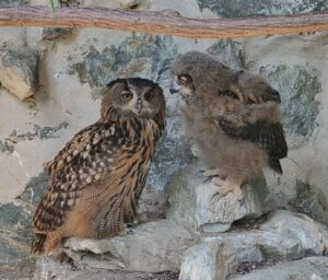 Rekordný počet mláďat a takmer štvrť milióna návštevníkov. V zoo bilancovali rok