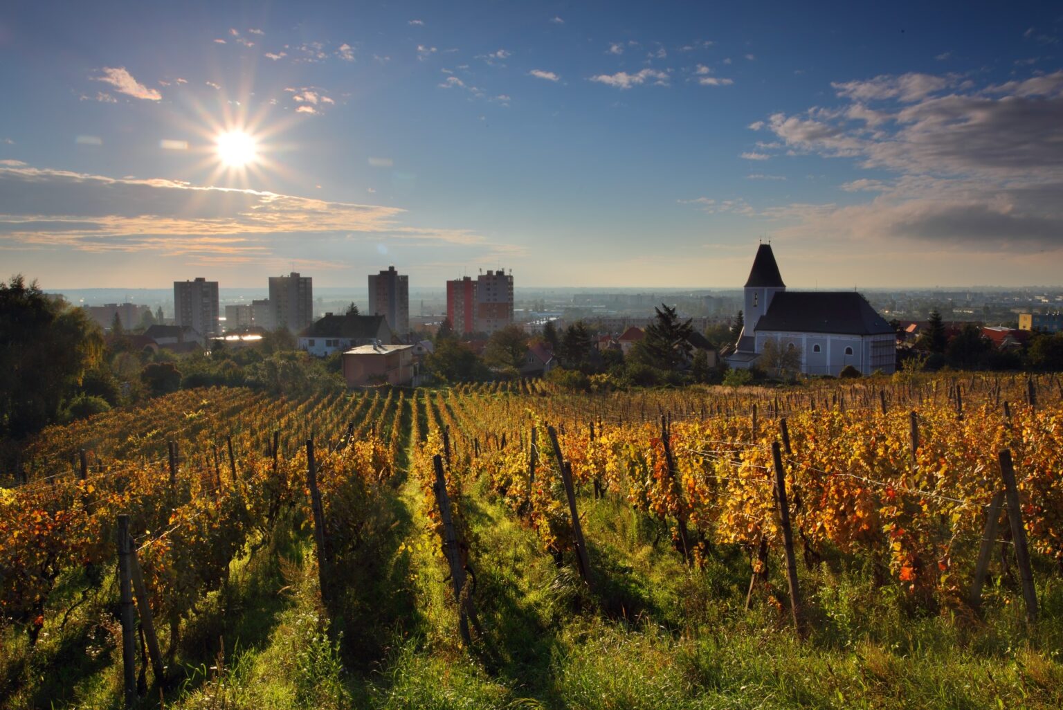 Bratislavské vinohrady sú menšie rozlohu,  ale chýrne vysokou kvalitou, Foto: Shutterstock