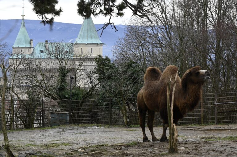 Národná zoologická záhrada v Bojniciach. Foto: Radovan Stoklasa/TASR