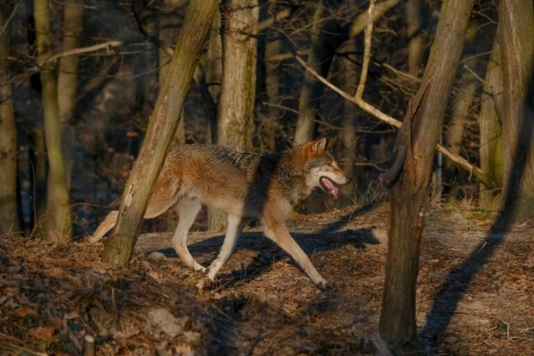 V sobotu bude podujatie venované vlkom. Foto: ZOO Bratislava