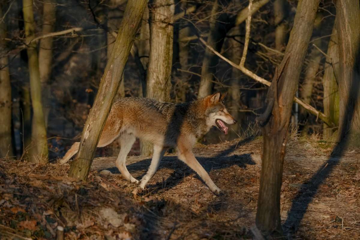V sobotu bude podujatie venované vlkom. Foto: ZOO Bratislava