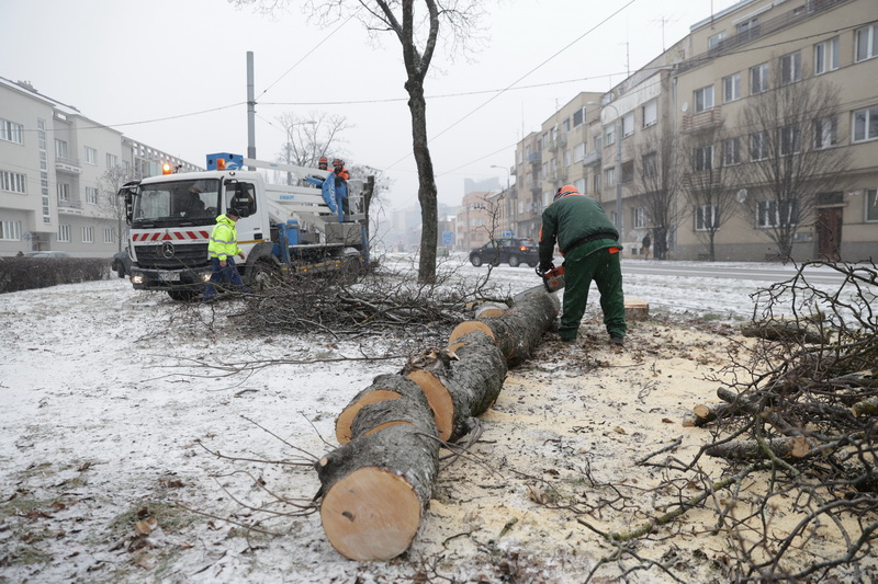 Stromy na Štúrovej ulici poškodili i stavebné práce. Foto: SMsZ v Košiciach 