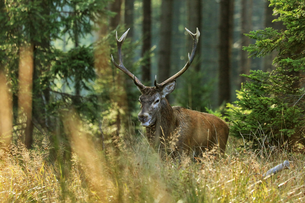 Pri zbere parohov na predaj dochádza k plašeniu zveri. Ilustračné foto: pixabay.com