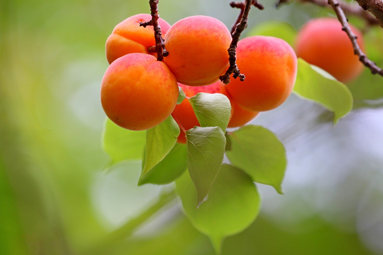 Ilustračné foto: Pixabay