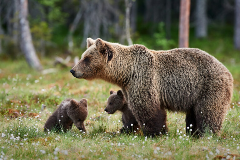 Ilustračný obrázok. Foto: Istock.com