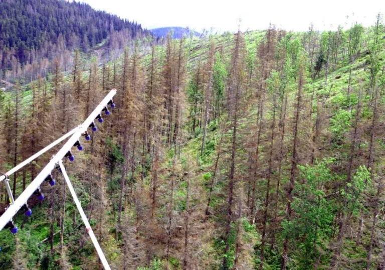 Lykožrútom napadnuté stromy na Horehroní. Foto: TASR/Ján Krošlák