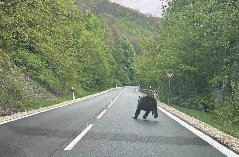 V okolí obce Košická Belá zaznamenali pohyb medveďa. Foto: FB Polícia SR - Košický kraj