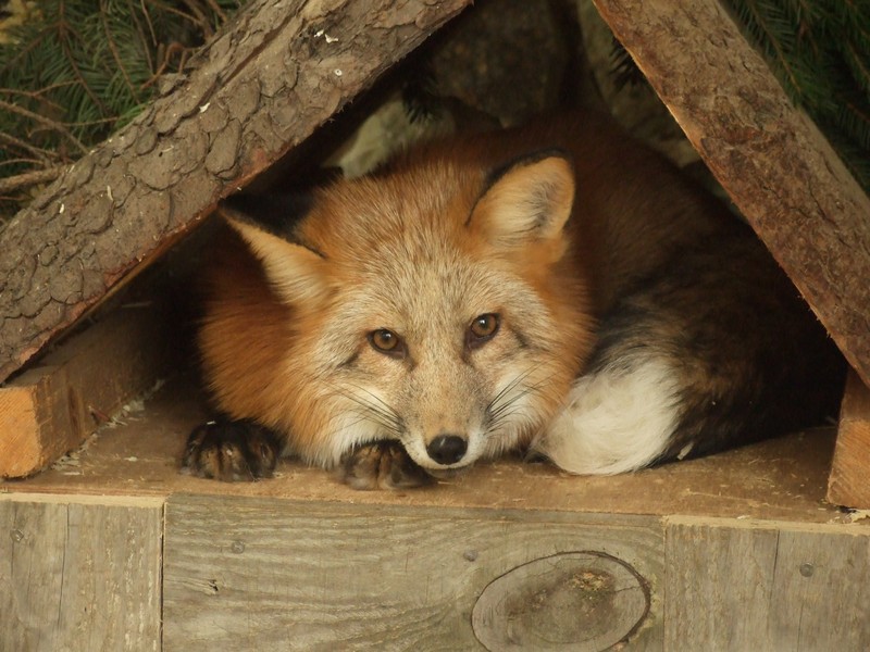 Mimoriadne zaujímavý záber líšky. Foto: Archív Park zvierat