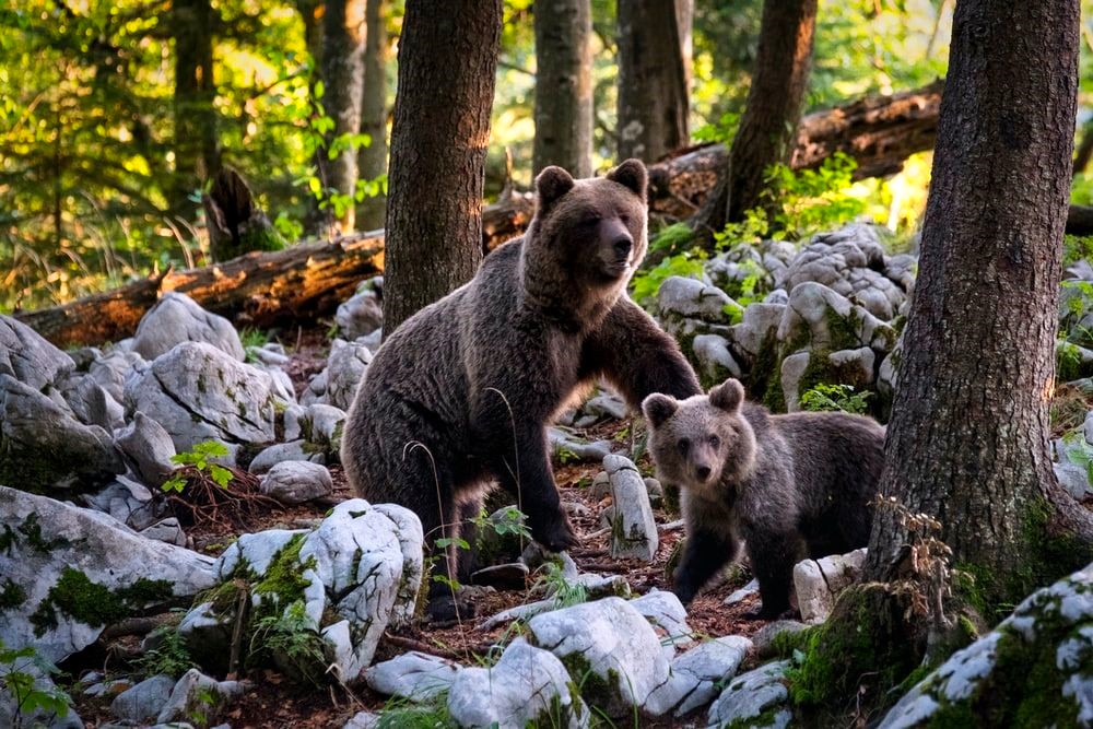 Medveď hnedý s mláďaťom. Pre človeka smrteľne nebezpečný stret. Foto: Natura