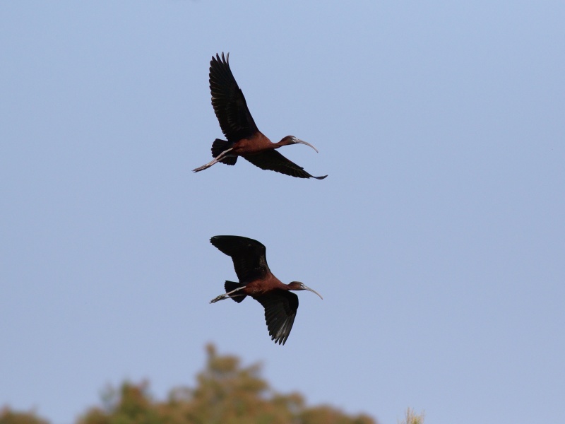 Milovníci prírody, obzvlášť vtáctva si v Sennom prídu na svoje. Foto: Archív SOS/BirdLife
