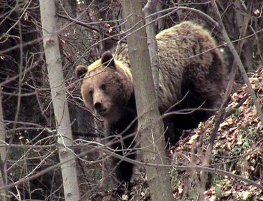V okolí obce Povina útočil medveď.  Foto: medvede.sk