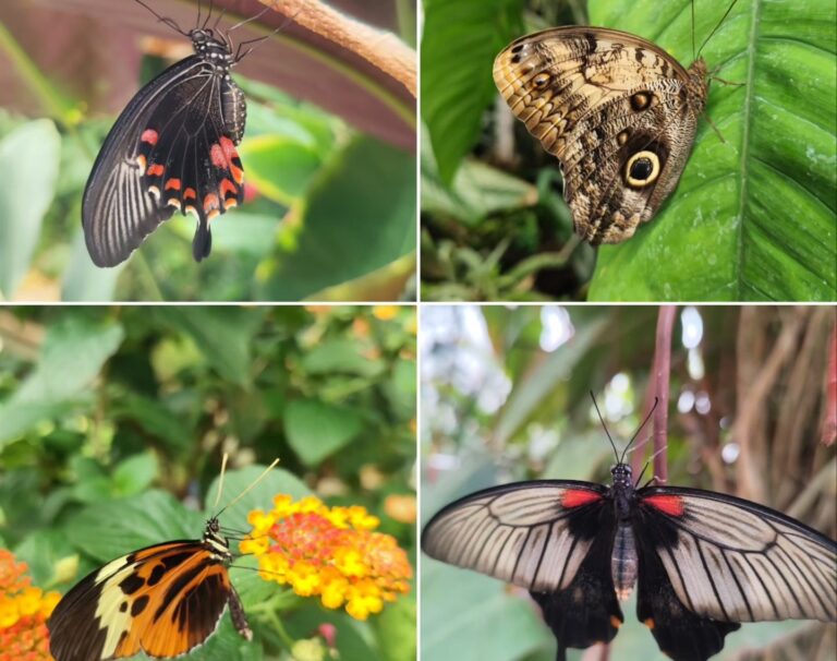 Výstava tropických motýľov. Foto: Botanická záhrada UPJŠ 