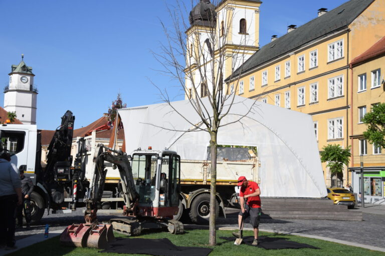 Lipa, ktorú zasadili v marci minulého roka, uhynula. Foto: Mesto Trenčín