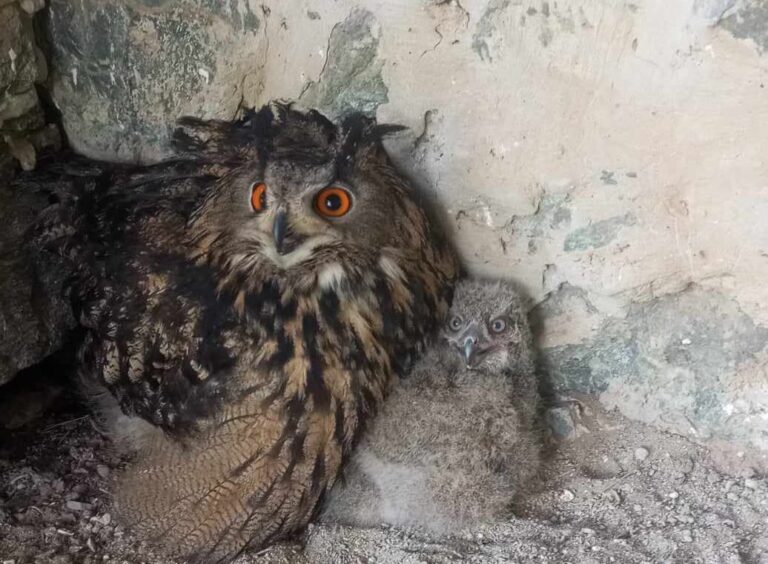 Výr skalný v Zoo Košice. Foto: ZOO Košice 