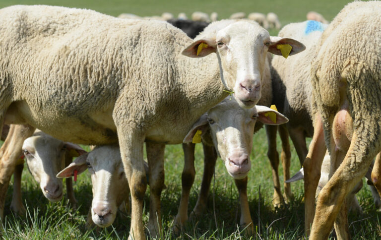 Ovce. Ilustračné foto: Michal Svítok/TASR