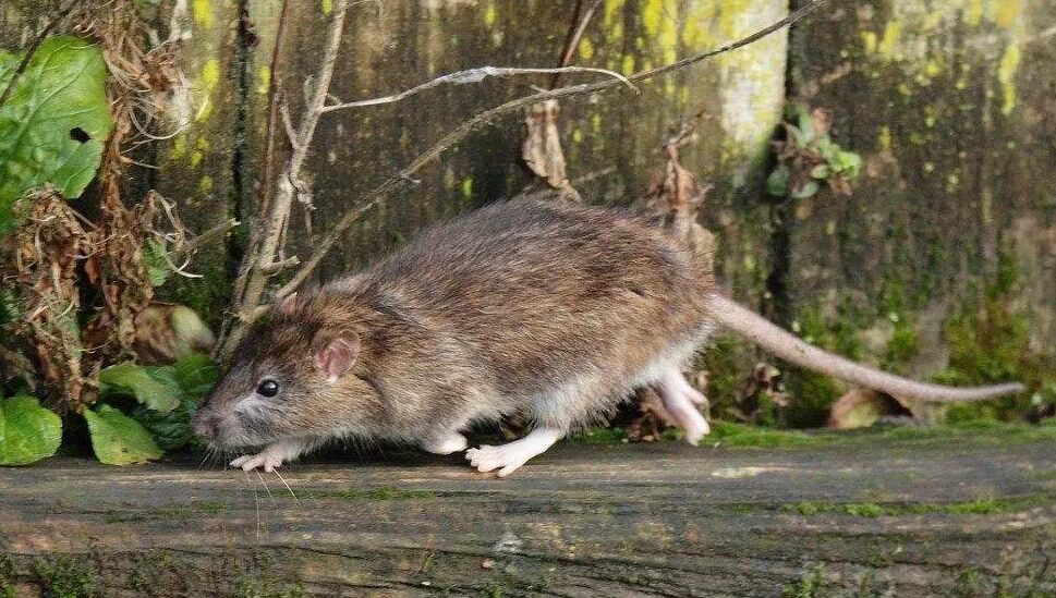 Obyvateľov Košíc trápia premnožené potkany. Foto: Facebook MČ Košice-Staré Mesto-oficiálna stránka