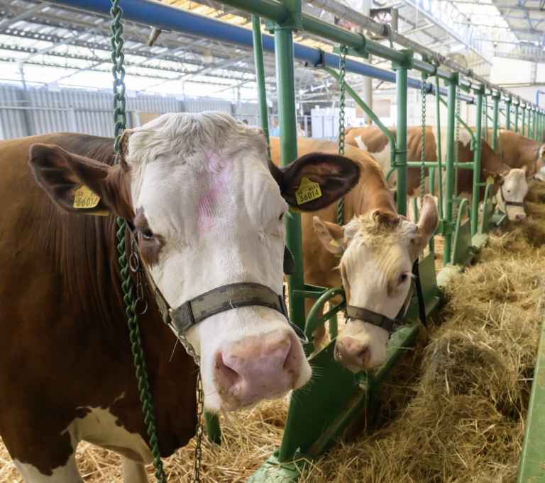 Slovensko zaviedlo opatrenia pre SLAK na Cypre a Lesbose