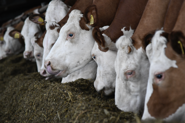 Slovenskí farmári dostanú od EÚ milióny po epidémii SLAK