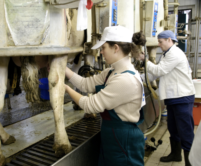 Mliekarne sú pod tlakom, lacné dovozy ohrozujú domáci sektor