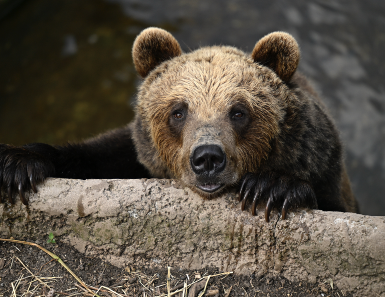 Medveď hnedý. Foto: Radovan Stoklasa/TASR