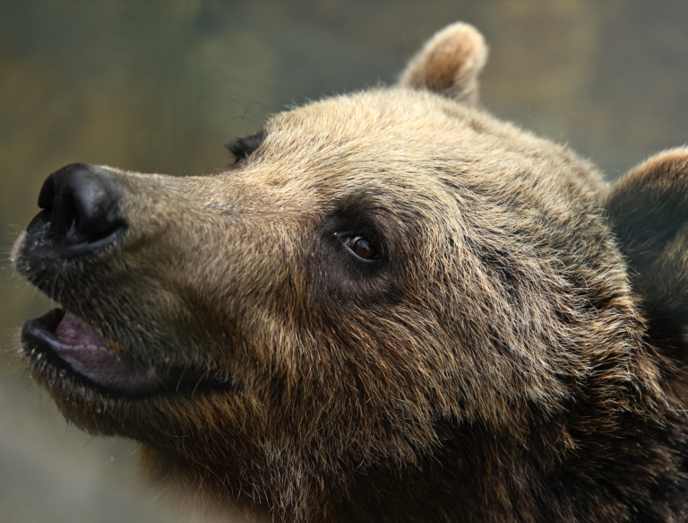 Zásahové tímy posilnili hliadky v oblastiach s medveďom