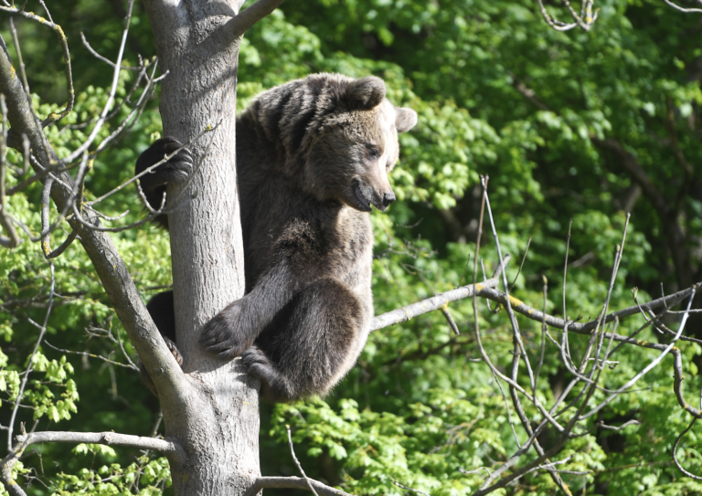 Slovensko požiada Európsku komisiu o odstrel medveďov