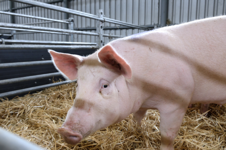 Ilustračná snímka. Foto: Henrich Mišovič/TASR