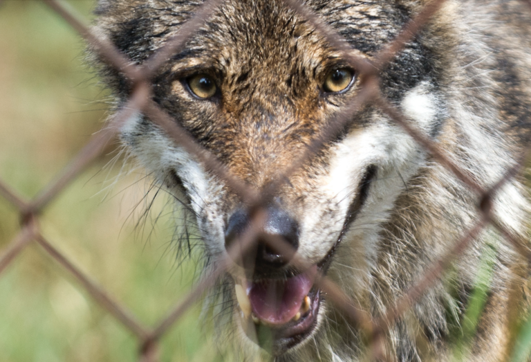 Vlk európsky. Foto: Martin Baumann/TASR