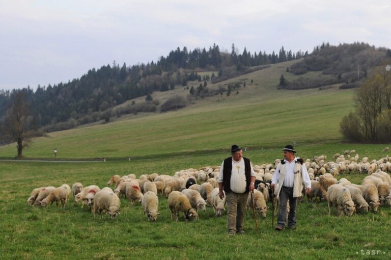 Ilustračná fotografia. Foto: TASR