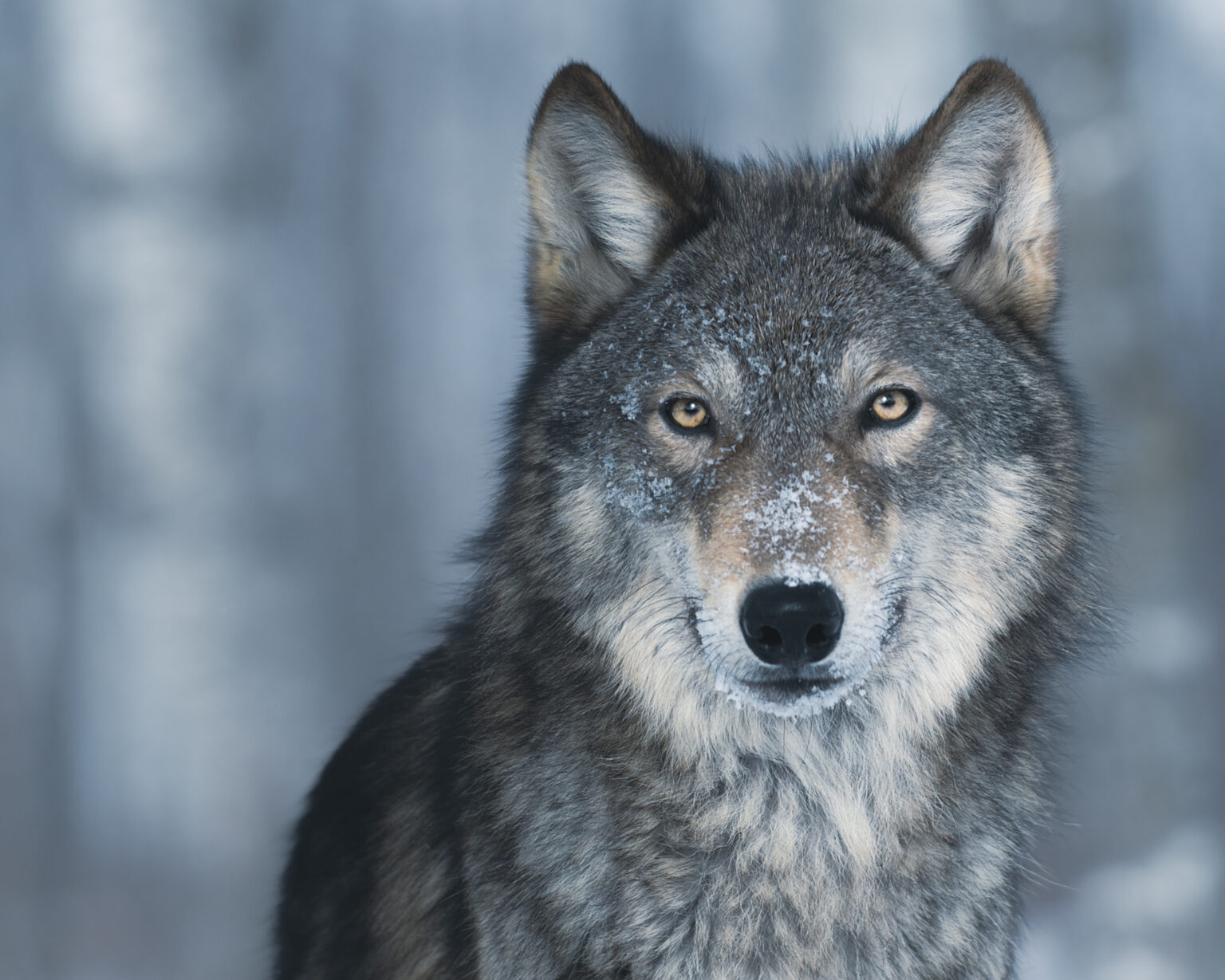 Foto: Getty Images