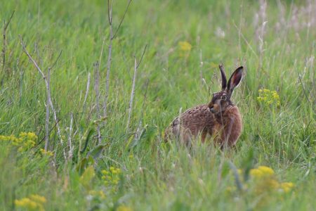 Nebezpečný vírus medzi zajacmi poľnými. Citlivé na infekciu sú aj domáce chovy králikov