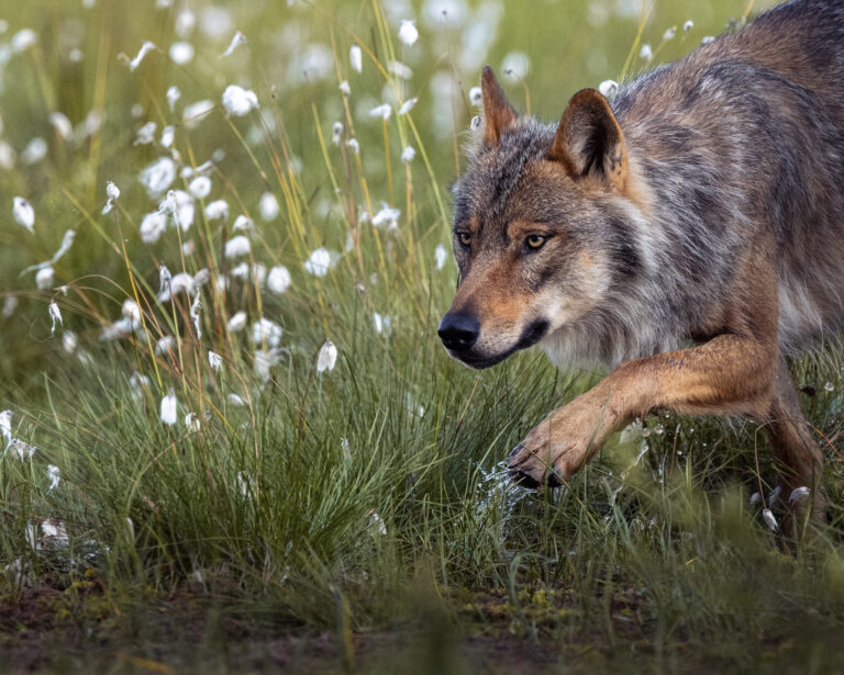 Vlk dravý. Foto: Carlos Carreno/Getty Images