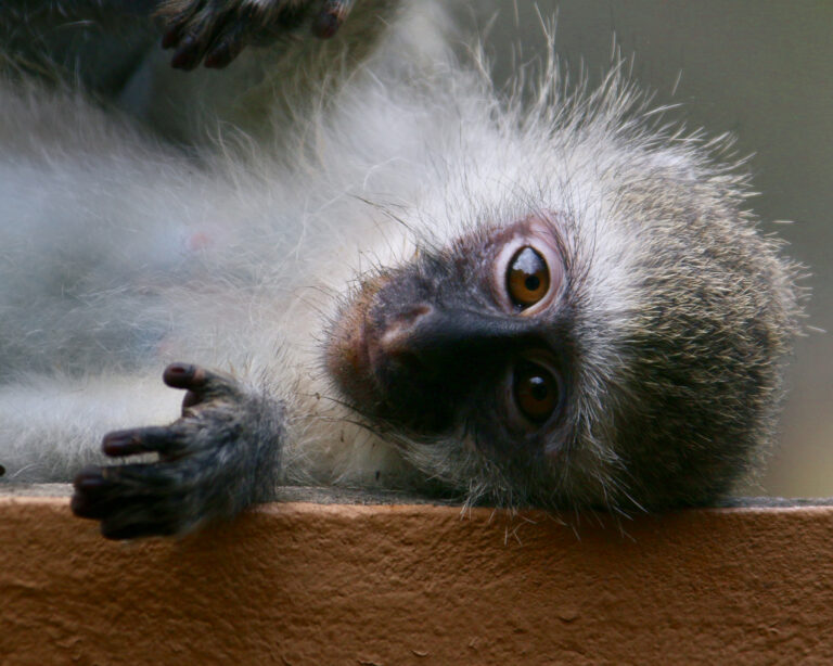 Foto: Juergen Sennert/Getty Images