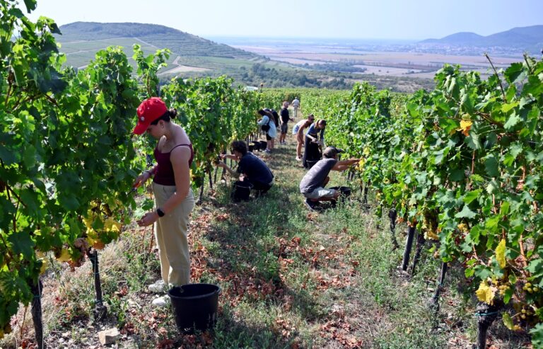 Pestovatelia a vlastníci viničov na Slovensku bojujú so zákernou karanténnou chorobou. Ilustračné foto: TASR